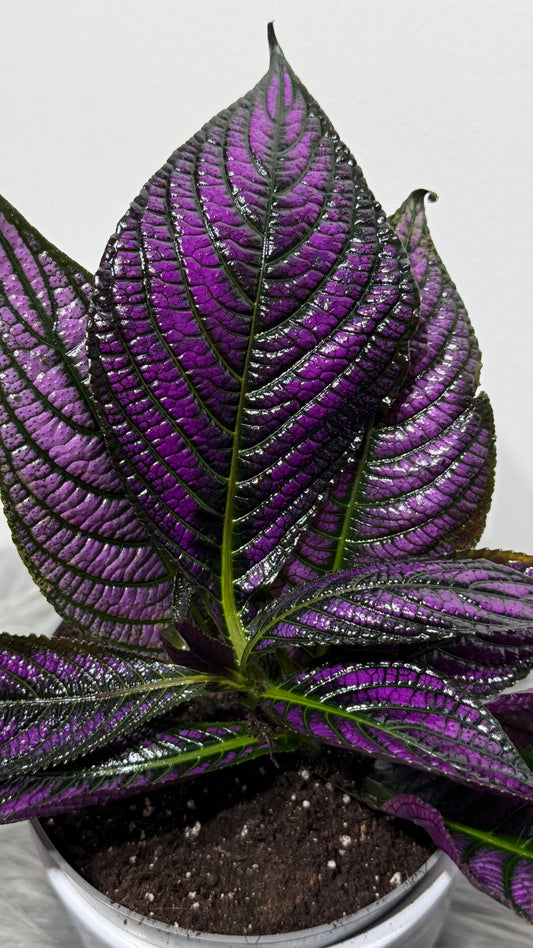 Strobilanthes