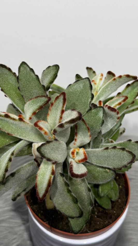 Kalanchoe Tomentosa 2