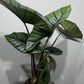 Alocasia Platinum