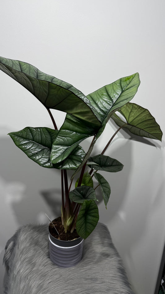 Alocasia Platinum