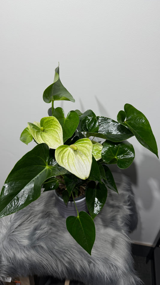 Anthurium White
