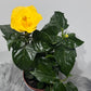 Hibiscus yellow