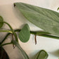 Augu fiksācijas klipši sienai - www.augi-plants.lv