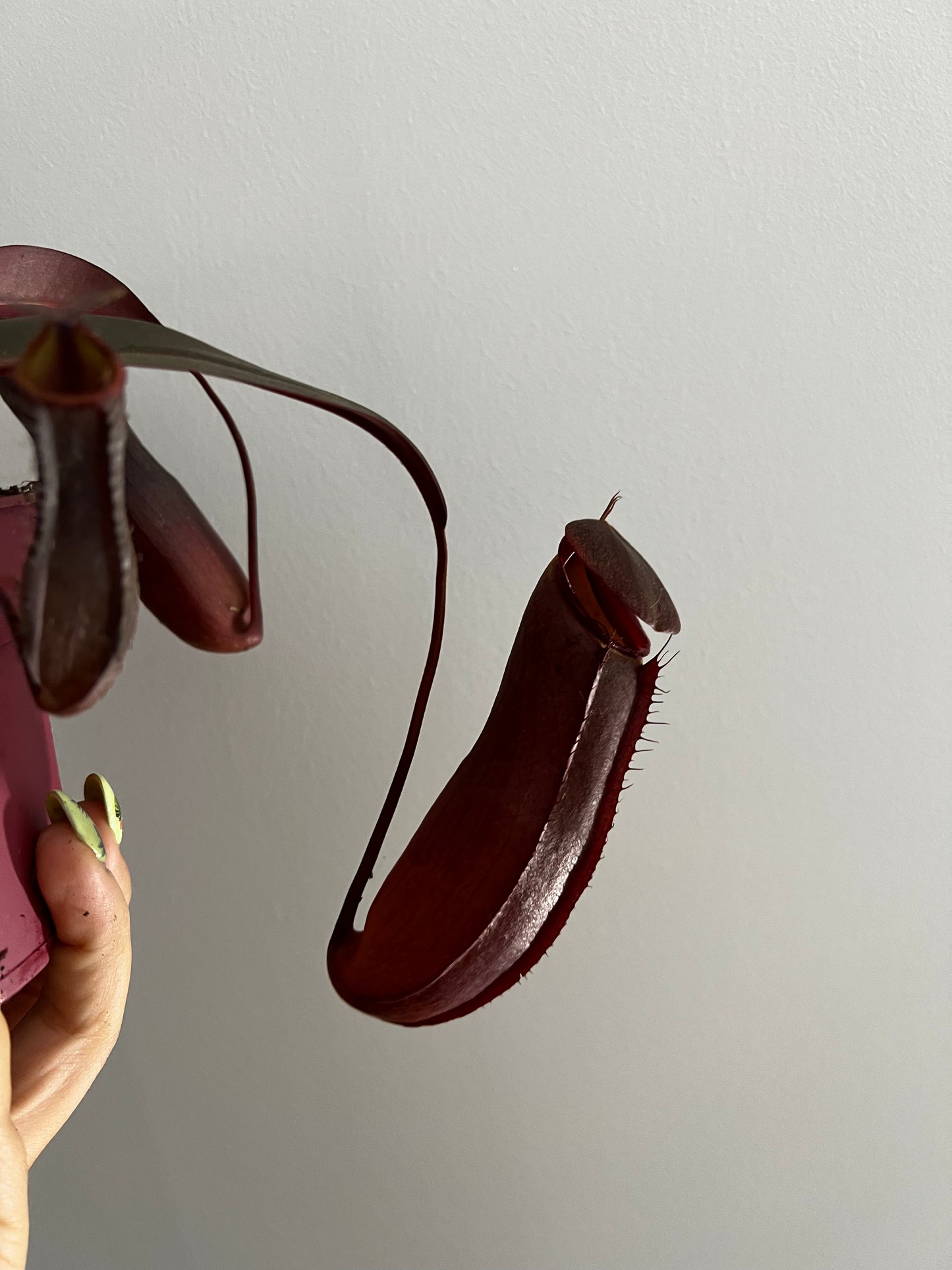 Mušķērājs Nepenthes Rebecca Soper