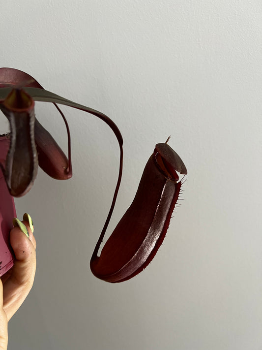 Mušķērājs Nepenthes Rebecca Soper