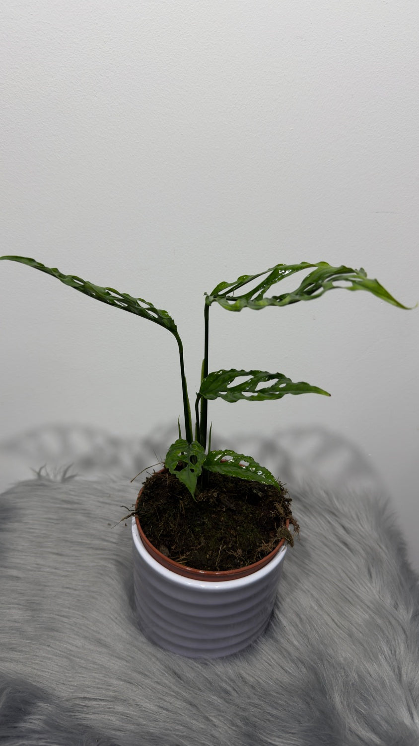 Monstera Obliqua Peru