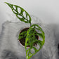 Monstera Obliqua Peru