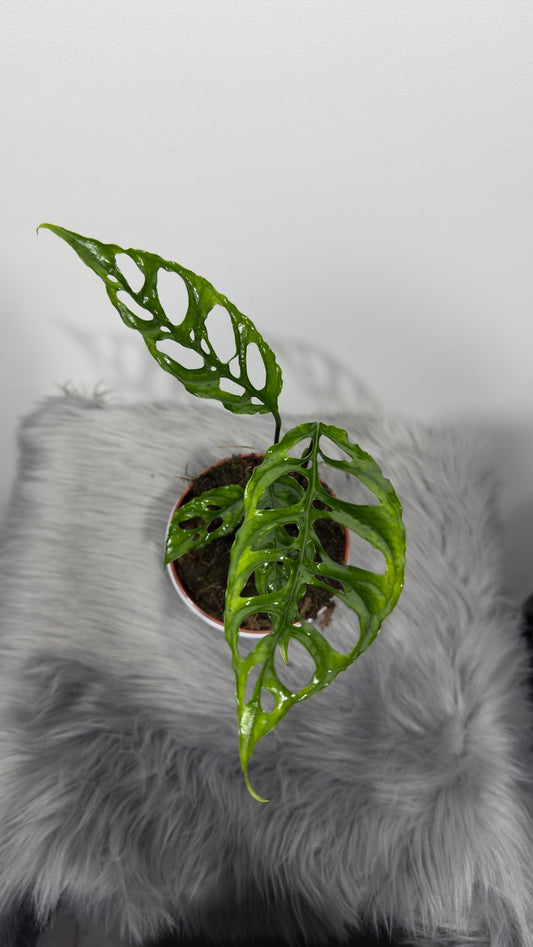 Monstera Obliqua Peru