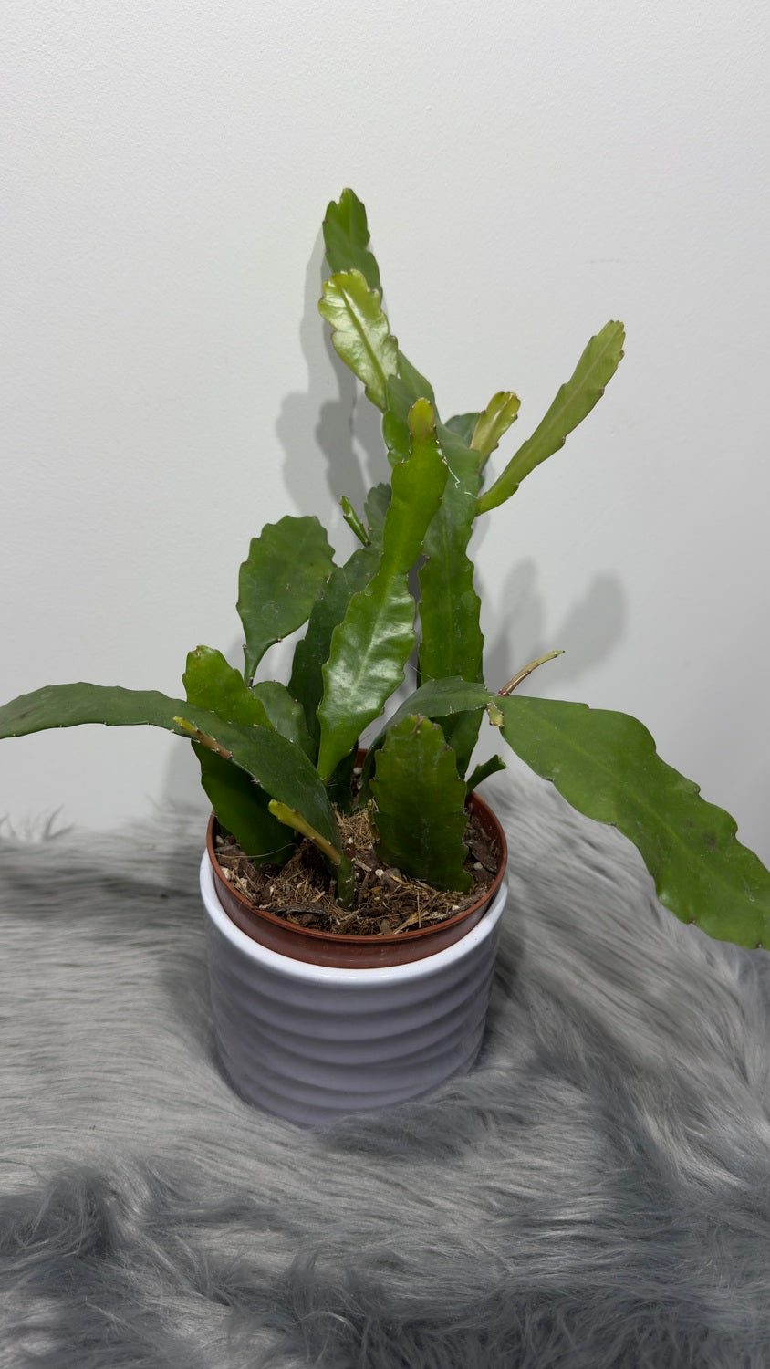 Epiphyllum Fruhlings Gold