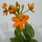 Orhideja Epidendrum 2