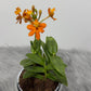 Orhideja Epidendrum 2