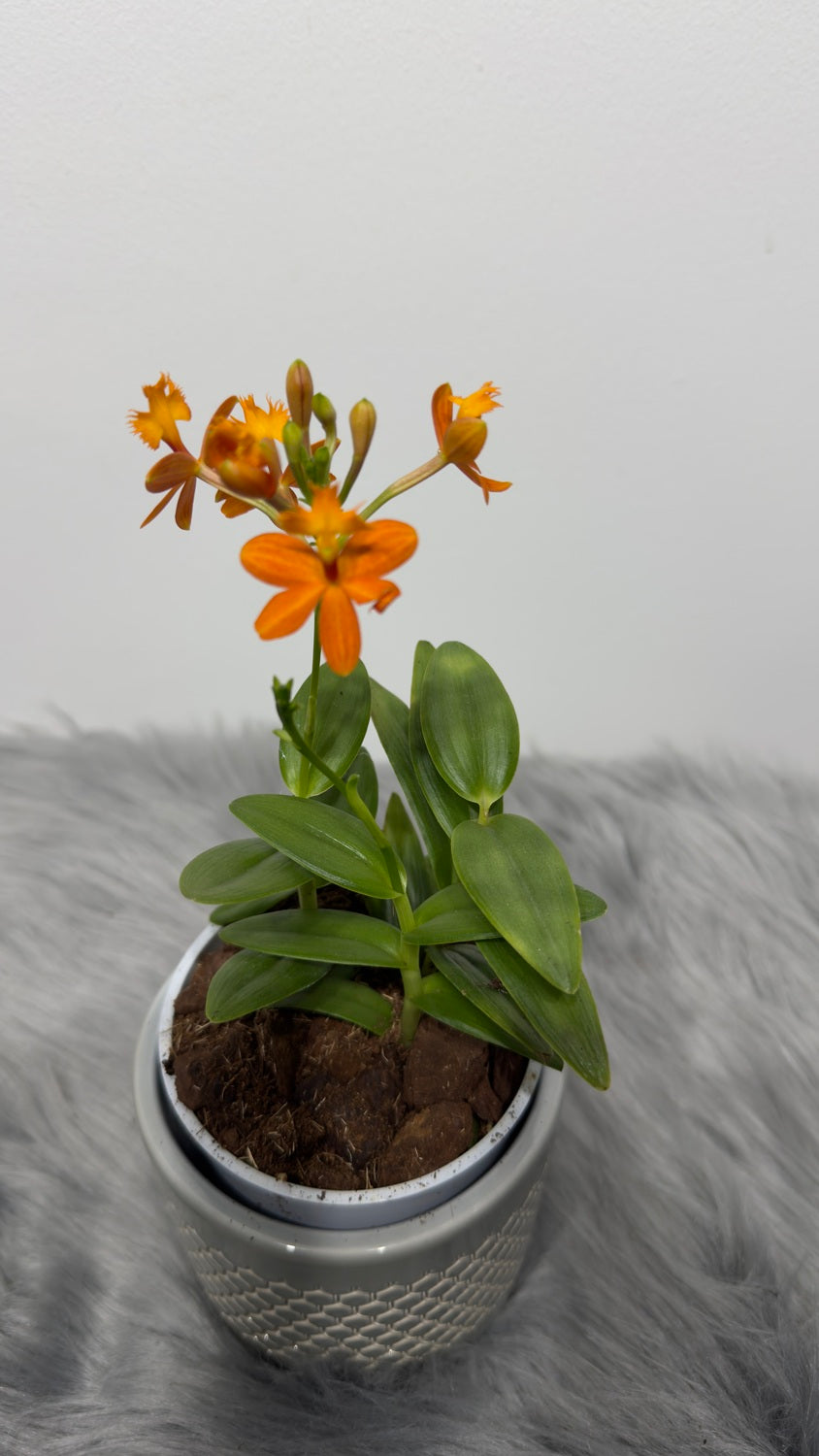 Orhideja Epidendrum 2