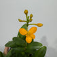 Orhideja Epidendrum 3