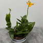 Orhideja Epidendrum 3