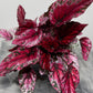 Begonia Beleaf 4 - www.augi-plants.lv