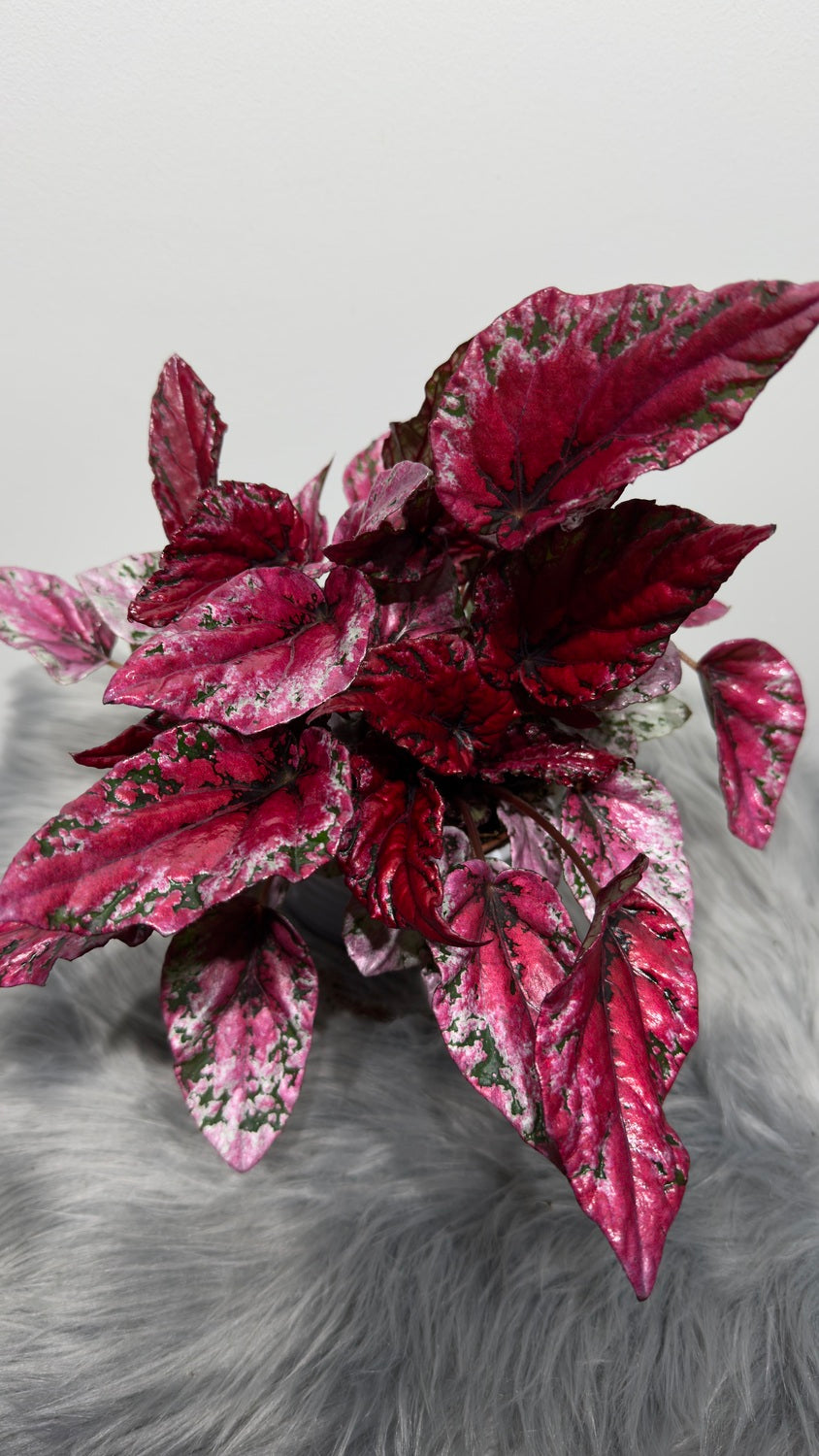 Begonia Beleaf 4 - www.augi-plants.lv