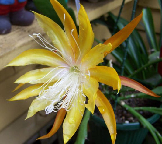 Epiphyllum Fruhlings Gold