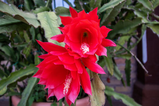 Epiphyllum Red Tip