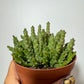 Stapelia Variegata - www.augi-plants.lv