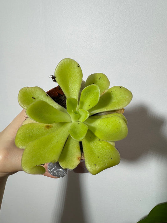 Mušķērājs Pinguicula