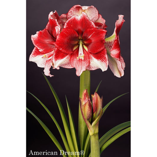 Hippeastrum American Dream