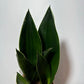 Sansevieria 'Black Diamond' - www.augi-plants.lv