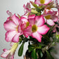 Adenium obesum Pink Star - www.augi-plants.lv