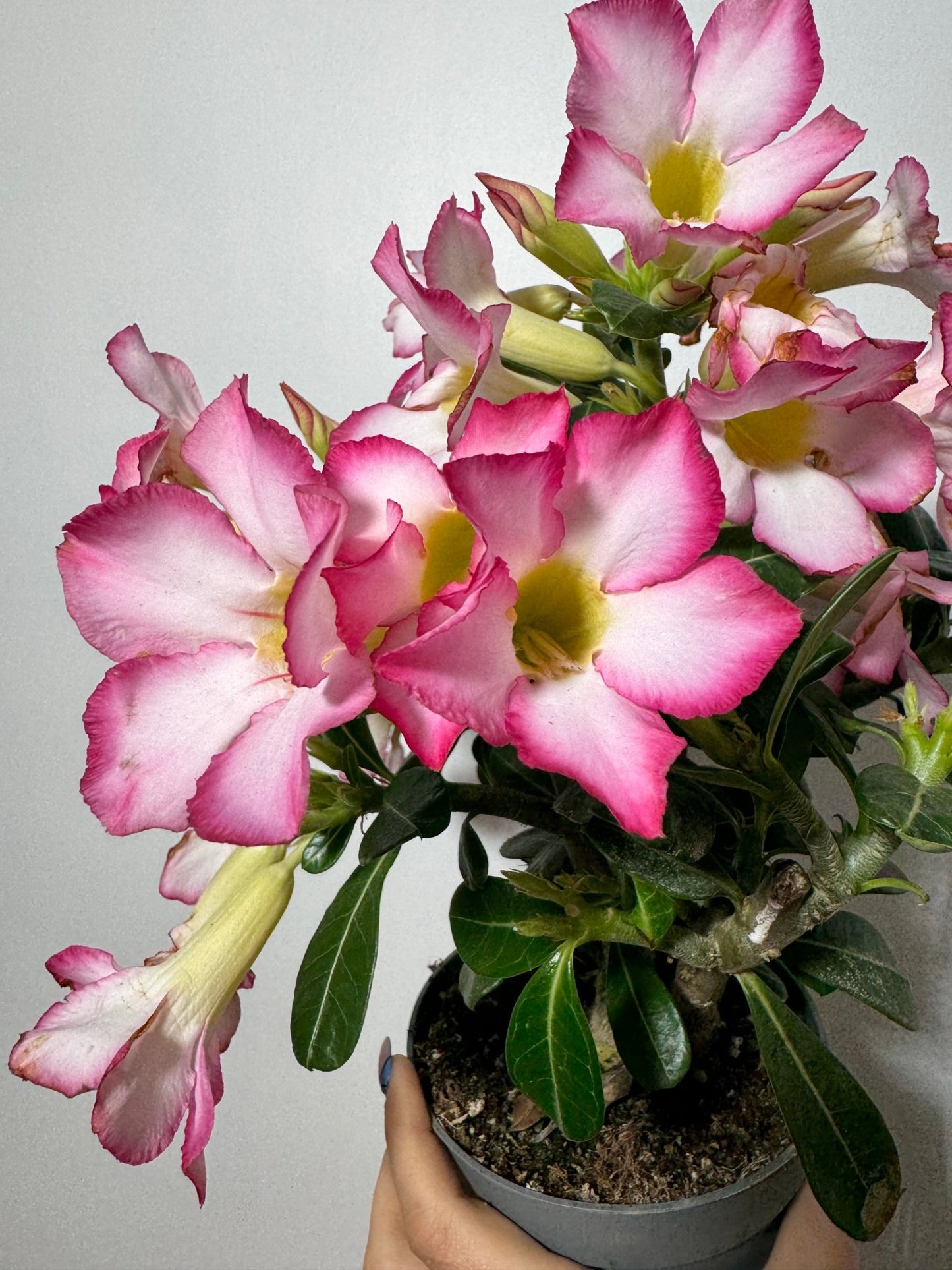 Adenium obesum Pink Star - www.augi-plants.lv
