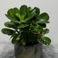 Adenium obesum Pink Star - www.augi-plants.lv