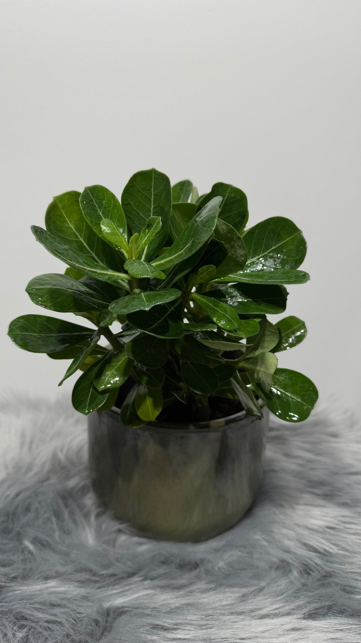 Adenium obesum Pink Star - www.augi-plants.lv