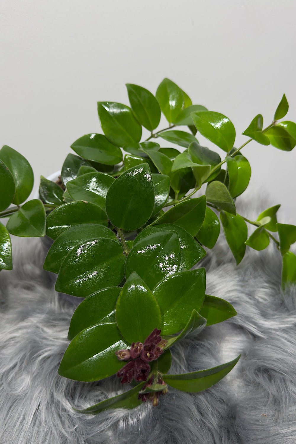 Aeschynanthus Monarda Lisa/ Lipstick plant - www.augi - plants.lv