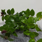 Aeschynanthus Monarda Lisa/ Lipstick plant - www.augi - plants.lv
