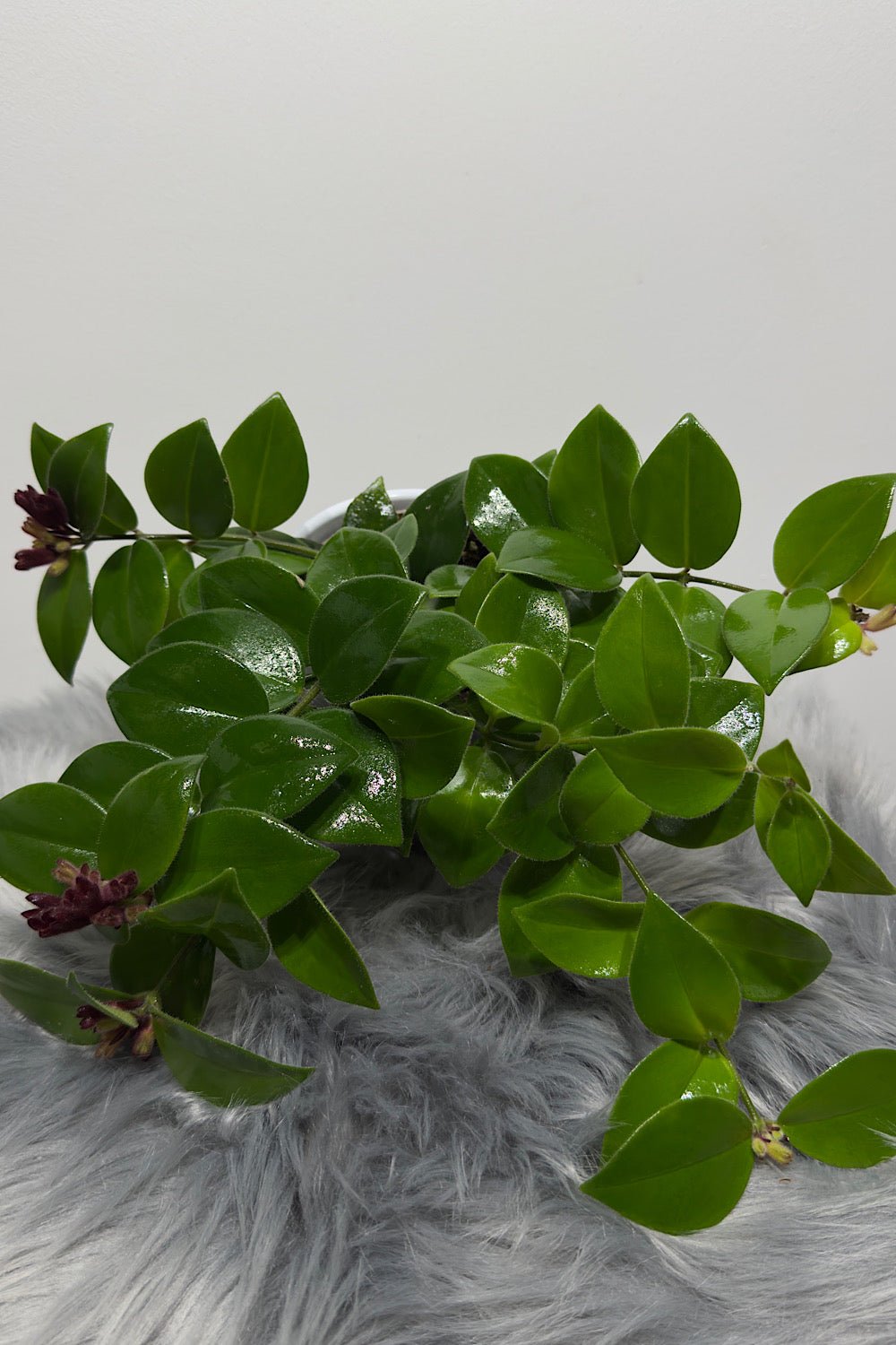 Aeschynanthus Monarda Lisa/ Lipstick plant - www.augi - plants.lv