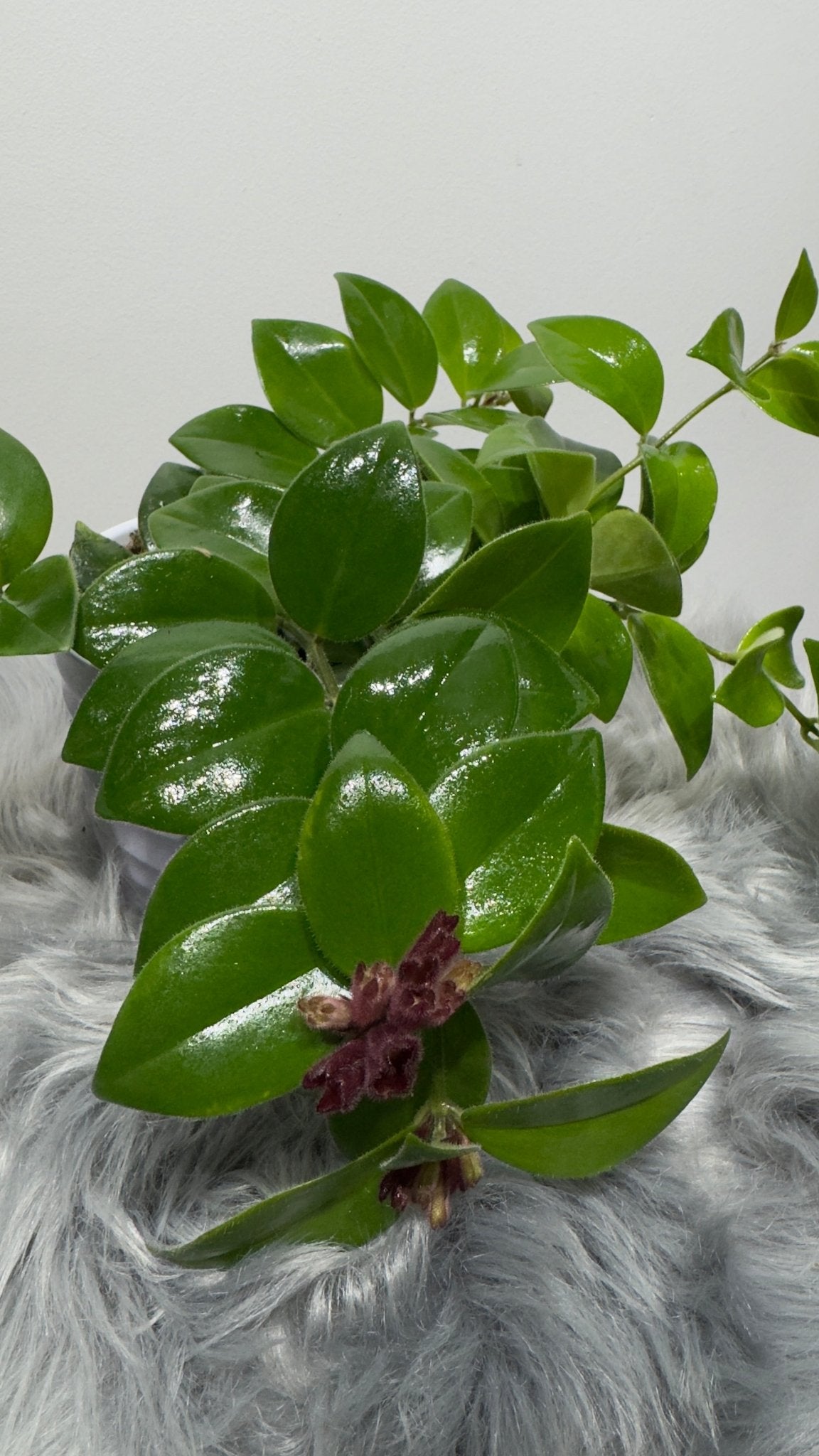 Aeschynanthus Monarda Lisa/ Lipstick plant - www.augi - plants.lv
