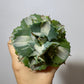 Agave Potatorum Ouhi-raijin Variegata - www.augi-plants.lv