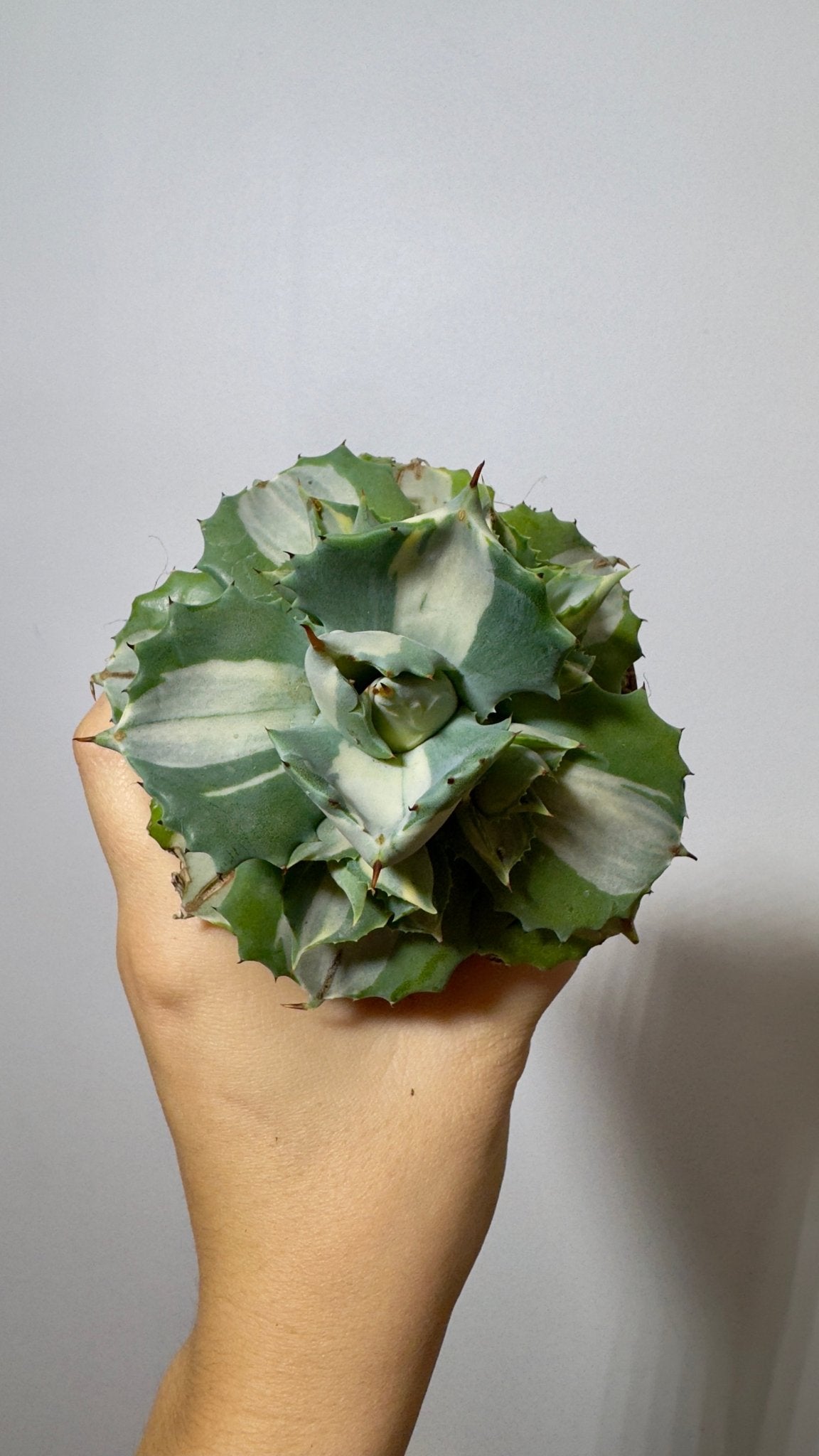 Agave Potatorum Ouhi-raijin Variegata - www.augi-plants.lv