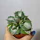 Agave Potatorum Ouhi-raijin Variegata - www.augi-plants.lv