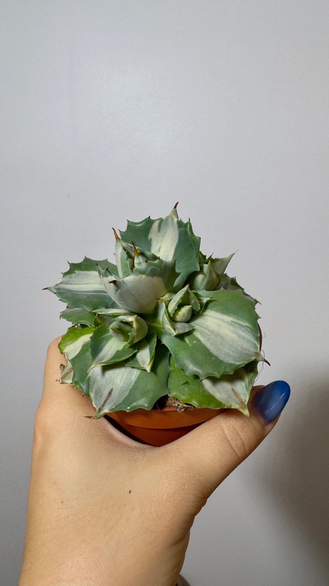 Agave Potatorum Ouhi-raijin Variegata - www.augi-plants.lv