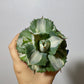 Agave Potatorum Ouhi-raijin Variegata - www.augi-plants.lv