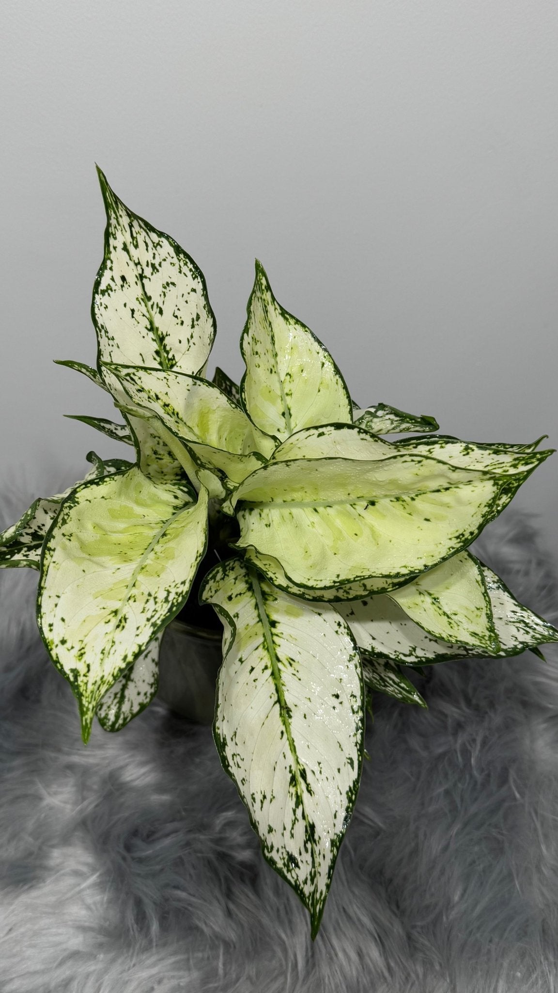 Aglaonema 5 - www.augi-plants.lv