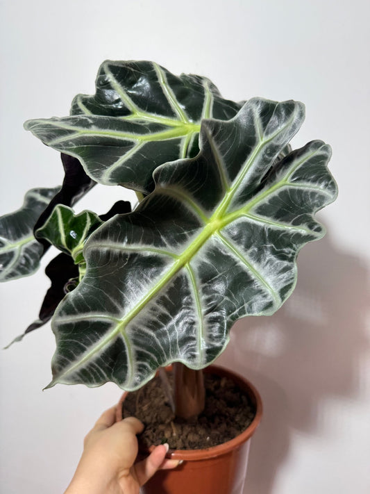 Alocasia Polly - www.augi - plants.lv