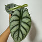 Alocasia Silver Dragon - www.augi-plants.lv