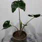 Alocasia Stingray - www.augi-plants.lv
