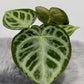 Anthurium crystallinum 'Silver Blush' - www.augi-plants.lv