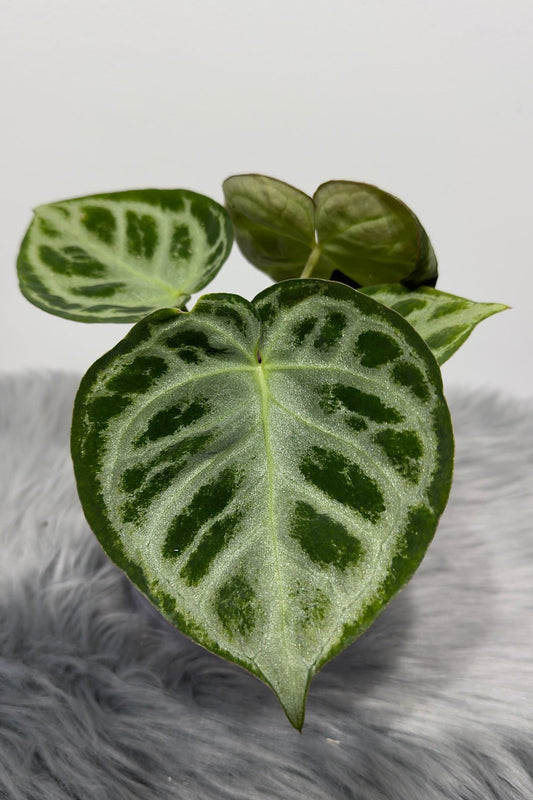 Anthurium crystallinum 'Silver Blush' - www.augi-plants.lv