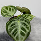 Anthurium crystallinum 'Silver Blush' - www.augi-plants.lv