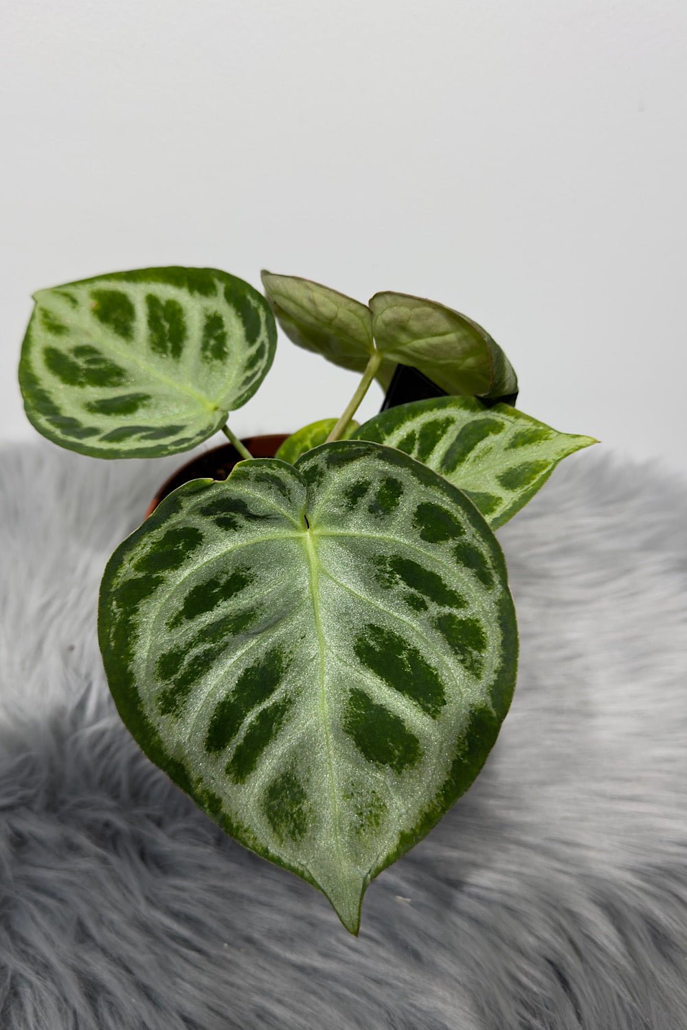Anthurium crystallinum 'Silver Blush' - www.augi-plants.lv