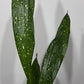 Aspidistra elatior Milky Way Mājas svētība - www.augi - plants.lv