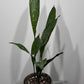 Aspidistra elatior Milky Way Mājas svētība - www.augi - plants.lv