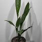 Aspidistra elatior Milky Way Mājas svētība - www.augi - plants.lv
